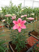 [5142 Ofuna 18 ST No02.JPG]